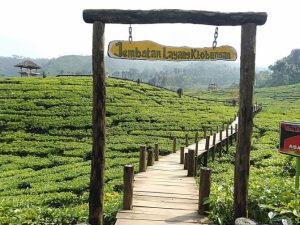 Tempat Wisata Menarik dan Wajib Dikunjungi di Jember